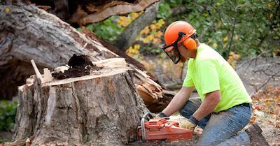 Tree Removal Trimming Tree Service In Rockford Il Low Cost Great Service